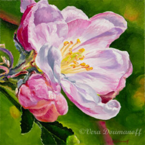 Apple Blossom