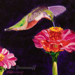 Hummingbird on Zinnia Flower